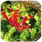 Brokolicov salt s paprikou a kukuic 