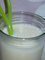 Pia Colada Relax
